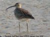 Whimbrel at Fleet Head (Steve Arlow) (23345 bytes)